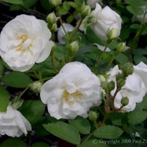 Paquerette
