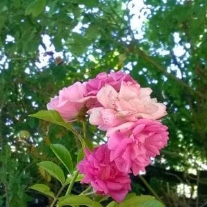 Perennial Pink