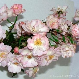 Perennial Blush