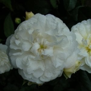 Perennial White