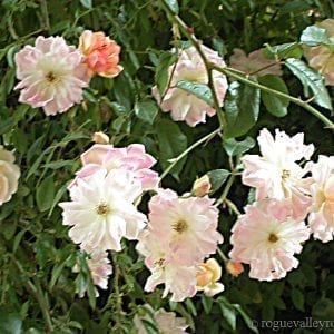 Phyllis Bide
