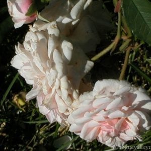 Pilarcitos