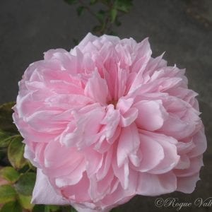 Pink Powderpuff