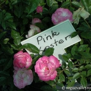 Pink Koster