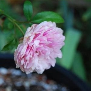 Pink Soupert