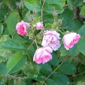 Pink Grootendorst