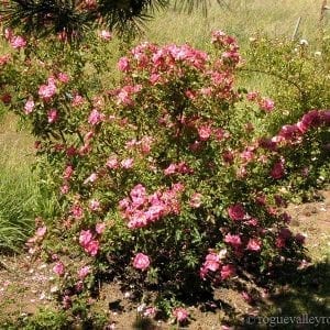 Pink Rambler