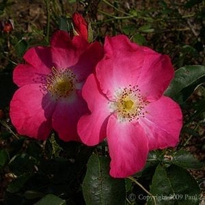 Prairie Flower
