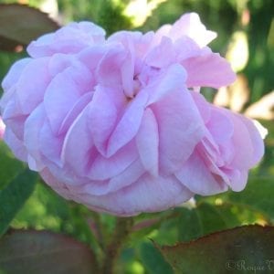Princess Alice