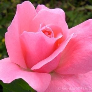Queen Elizabeth