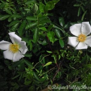 R. clinophylla