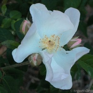 R. macrantha