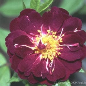 Rose-Marie Viaud