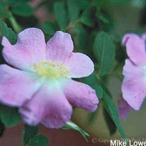 R. palustris