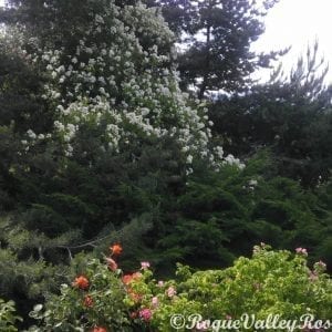 Rambling Rector