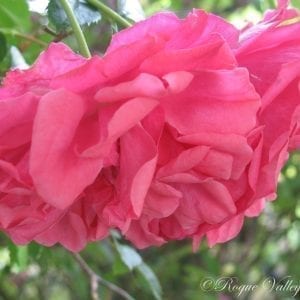 Rosarium Uetersen