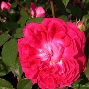 Rose Edouard