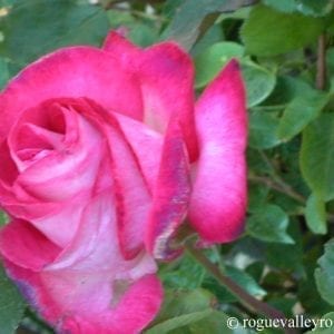 Rose Gaujard