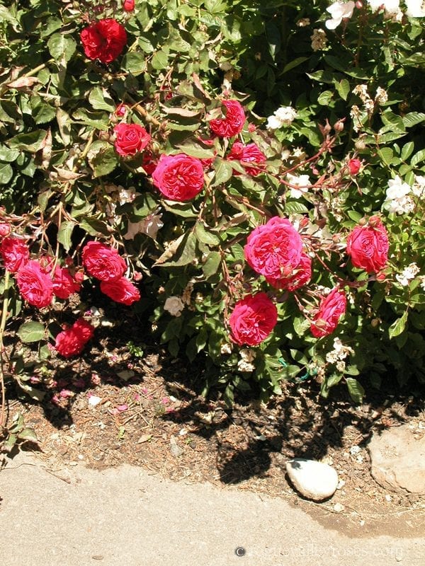 Rosemary Rose - Rogue Valley Roses
