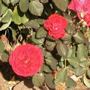 Rosemary Rose