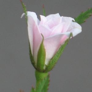 Si
