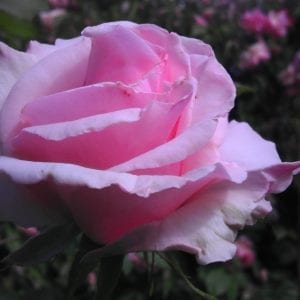 Souvenir de Mme. Leonie Viennot