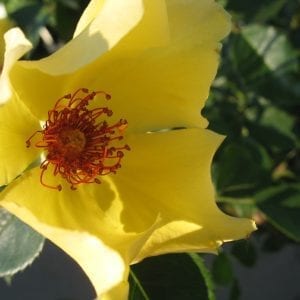 Sunny June