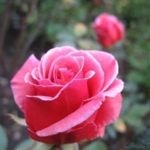 Taffeta