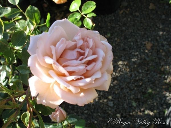Tandrow Roses Tantarra - Rogue Valley Roses