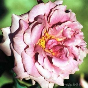 The Colwyn Rose