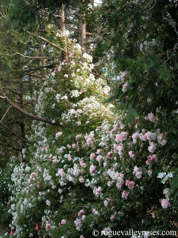 アンティーク雑貨 Romantic Rose Garland. アンティーク雑貨 Romantic