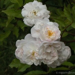 Tresor de Thorigny