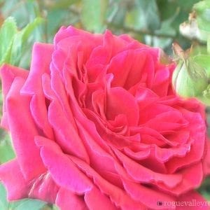 Velvet Fragrance