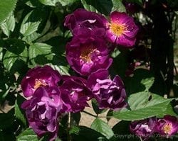 Violette