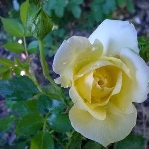 Sequoia Gold