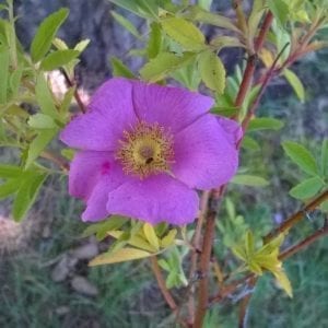 R. foliolosa