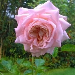Amazing Grace