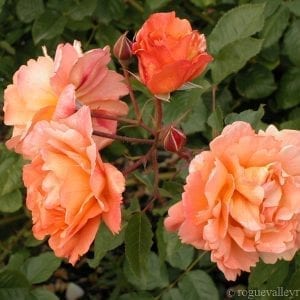 Westerland