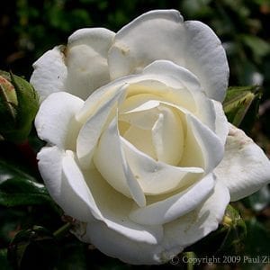 White Dawn
