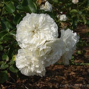 White Meidiland