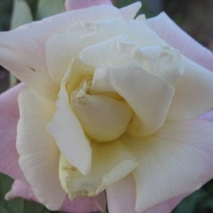 White Maman Cochet