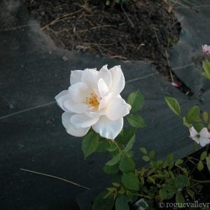 White New Dawn
