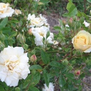 Yellow Sweetheart, Cl
