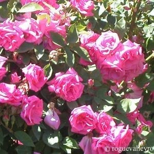 Zephirine Drouhin