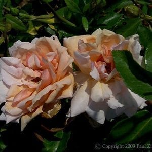 Arethusa