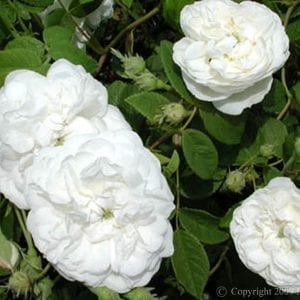 Armide