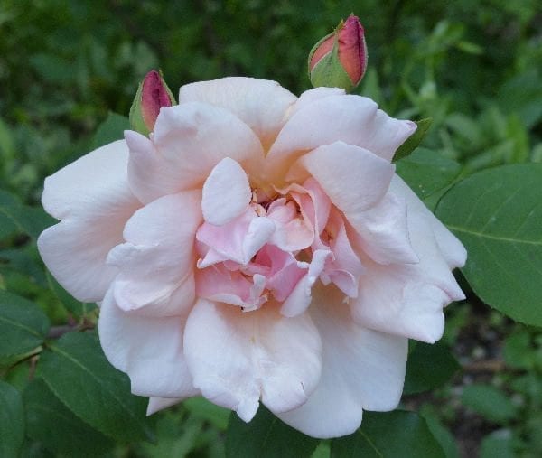 Mrs. Arthur Robert Waddell - Rogue Valley Roses
