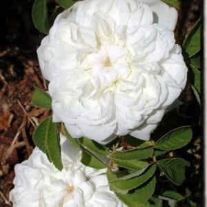 Blanc de Viebert