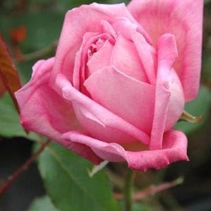 Bon Silene