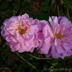 Bougainville